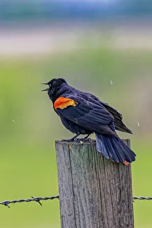 Mating Prints: USA, Colorado, Fort Collins. Male red-winged blackbird calling for a mate