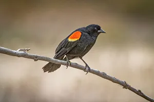 Fort Collins Prints: USA, Colorado, Fort Collins. Male red-winged blackbird on limb