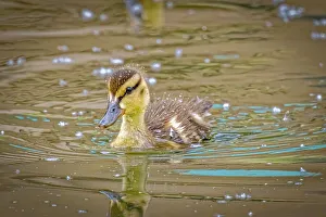 Duckling Prints: USA, Colorado, Fort Collins. Mallard duck duckling in water