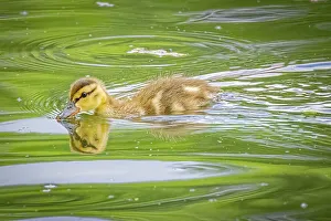 USA, Colorado, Fort Collins. Mallard duck duckling in water. ©Fred Lord / Jaynes Gallery / DanitaDelimont.com