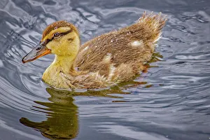 Duckling Prints: USA, Colorado, Fort Collins. Mallard duck duckling in water