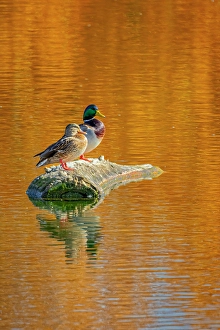 Images Dated 21st June 2024: USA, Colorado, Fort Collins. Mallard duck pair on lake rock