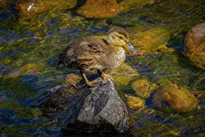 Duckling Prints: USA, Colorado, Fort Collins. Mallard duckling on rock in stream