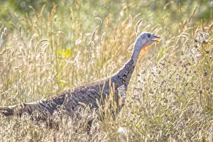USA, Colorado, Fort Collins. Merriam wild turkey in grassy field