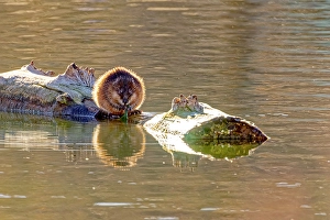 New Images March 2024 Part 2 Prints: USA, Colorado, Fort Collins. Muskrat on log in water