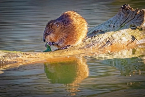Images Dated 20th June 2024: USA, Colorado, Fort Collins. Muskrat on log in water