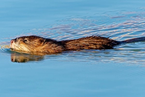 New Images March 2024 Part 2 Prints: USA, Colorado, Fort Collins. Muskrat swimming in water