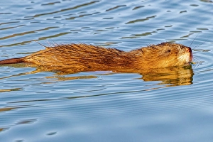 Images Dated 20th June 2024: USA, Colorado, Fort Collins. Muskrat swimming in water