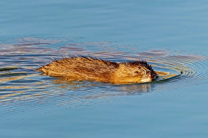 New Images March 2024 Part 2 Prints: USA, Colorado, Fort Collins. Muskrat swimming in water