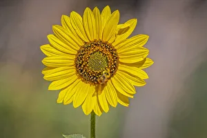 Sunflower Prints: USA, Colorado, Fort Collins. Orange-belted bumble bee on sunflower
