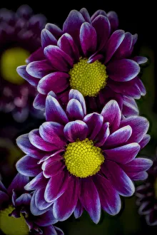 Neutral Background Prints: USA, Colorado, Fort Collins. Orinoco daisies close-up