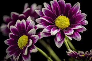 Images Dated 28th March 2019: USA, Colorado, Fort Collins. Orinoco daisies close-up