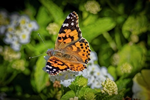 Images Dated 20th June 2024: USA, Colorado, Fort Collins. Painted lady butterfly on flower