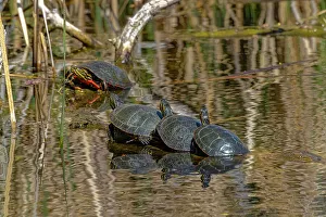 Images Dated 2022 August: USA, Colorado, Fort Collins. Painted turtles on log in pond