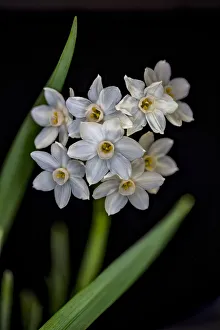 Images Dated 28th March 2019: USA, Colorado, Fort Collins. Paperwhite flower plant close-up