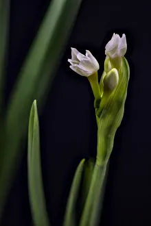 USA, Colorado, Fort Collins. Paperwhite flower plant close-up