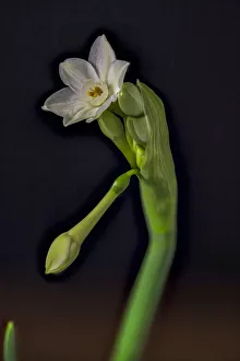Images Dated 28th March 2019: USA, Colorado, Fort Collins. Paperwhite flower plant close-up