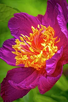 Peony Prints: USA, Colorado, Fort Collins. Peony flower close-up