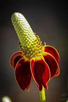 Images Dated 12th November 2021: USA, Colorado, Fort Collins. Prairie coneflower close-up