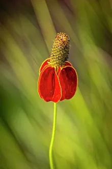 Images Dated 27th July 2023: USA, Colorado, Fort Collins. Prairie coneflower close-up