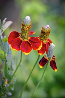Images Dated 27th July 2023: USA, Colorado, Fort Collins. Prairie coneflower close-up