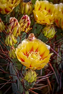 Images Dated 12th November 2021: USA, Colorado, Fort Collins. Prickly pear cactus flowers close-up