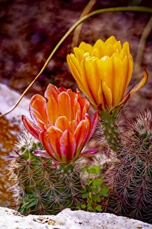 Images Dated 12th November 2021: USA, Colorado, Fort Collins. Prickly pear cactus flowers close-up