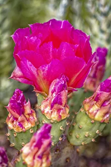 Images Dated 12th November 2021: USA, Colorado, Fort Collins. Prickly pear cactus flowers close-up
