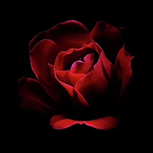 Fred J Prints: USA, Colorado, Fort Collins. Red rose flower close-up