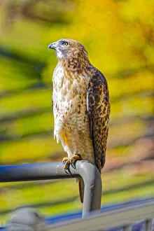 Hawk Prints: USA, Colorado, Fort Collins. Red-tailed hawk close-up
