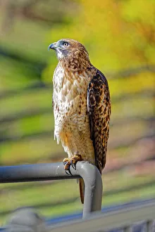 Prints of USA, Colorado, Fort Collins. Red-tailed hawk close-up Images Dated 2022 May: USA, Colorado, Fort Collins. Red-tailed hawk close-up