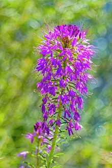 Images Dated 27th July 2023: USA, Colorado, Fort Collins. Rocky Mountain bee plant