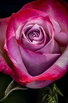 Neutral Background Prints: USA, Colorado, Fort Collins. Rose close-up