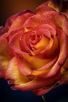 Images Dated 29th March 2020: USA, Colorado, Fort Collins. Rose close-up. Credit as Fred Lord / Jaynes Gallery /