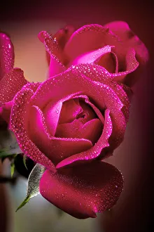 Prints of USA, Colorado, Fort Collins. Roses close-up. Credit as Fred Lord / Jaynes Gallery / DanitaDelimont.com Images Dated 2020 March: USA, Colorado, Fort Collins. Roses close-up. Credit as Fred Lord / Jaynes Gallery /