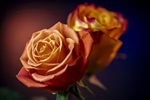 Images Dated 29th March 2020: USA, Colorado, Fort Collins. Roses close-up. Credit as Fred Lord / Jaynes Gallery /