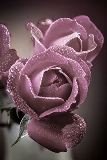 USA, Colorado, Fort Collins. Roses close-up. Credit as Fred Lord / Jaynes Gallery /