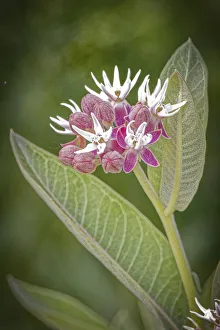 Images Dated 12th November 2021: USA, Colorado, Fort Collins. Showy milkweed. flowers