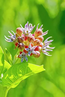 Images Dated 27th July 2023: USA, Colorado, Fort Collins. Showy milkweed flowers close-up