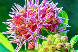 Fort Collins Prints: USA, Colorado, Fort Collins. Showy milkweed flowers close-up