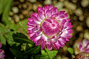 Fort Collins Prints: USA, Colorado, Fort Collins. Strawflower close-up