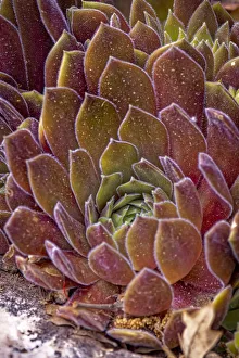 Succulent Prints: USA, Colorado, Fort Collins. Succulent plant close-up