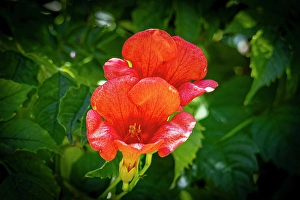 Images Dated 20th June 2024: USA, Colorado, Fort Collins. Trumpet flower close-up