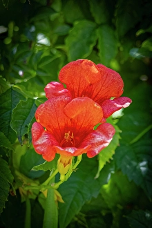 Images Dated 20th June 2024: USA, Colorado, Fort Collins. Trumpet flower close-up