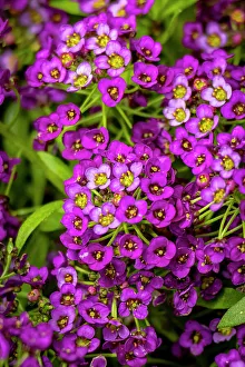 Verbena Prints: USA, Colorado, Fort Collins. Verbena flowers close-up
