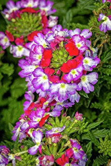 Verbena Prints: USA, Colorado, Fort Collins. Verbena flowers close-up