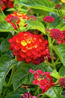 Verbena Prints: USA, Colorado, Fort Collins. Verbena flowers close-up