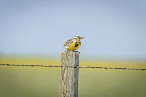 Images Dated 12th November 2021: USA, Colorado, Fort Collins. Western meadowlark atop fence post