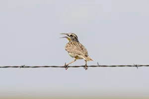 Barbed Prints: USA, Colorado, Fort Collins. Western meadowlark calling