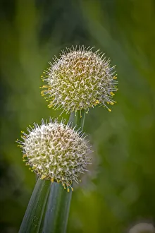 Images Dated 12th November 2021: USA, Colorado, Fort Collins. White allium plant close-up